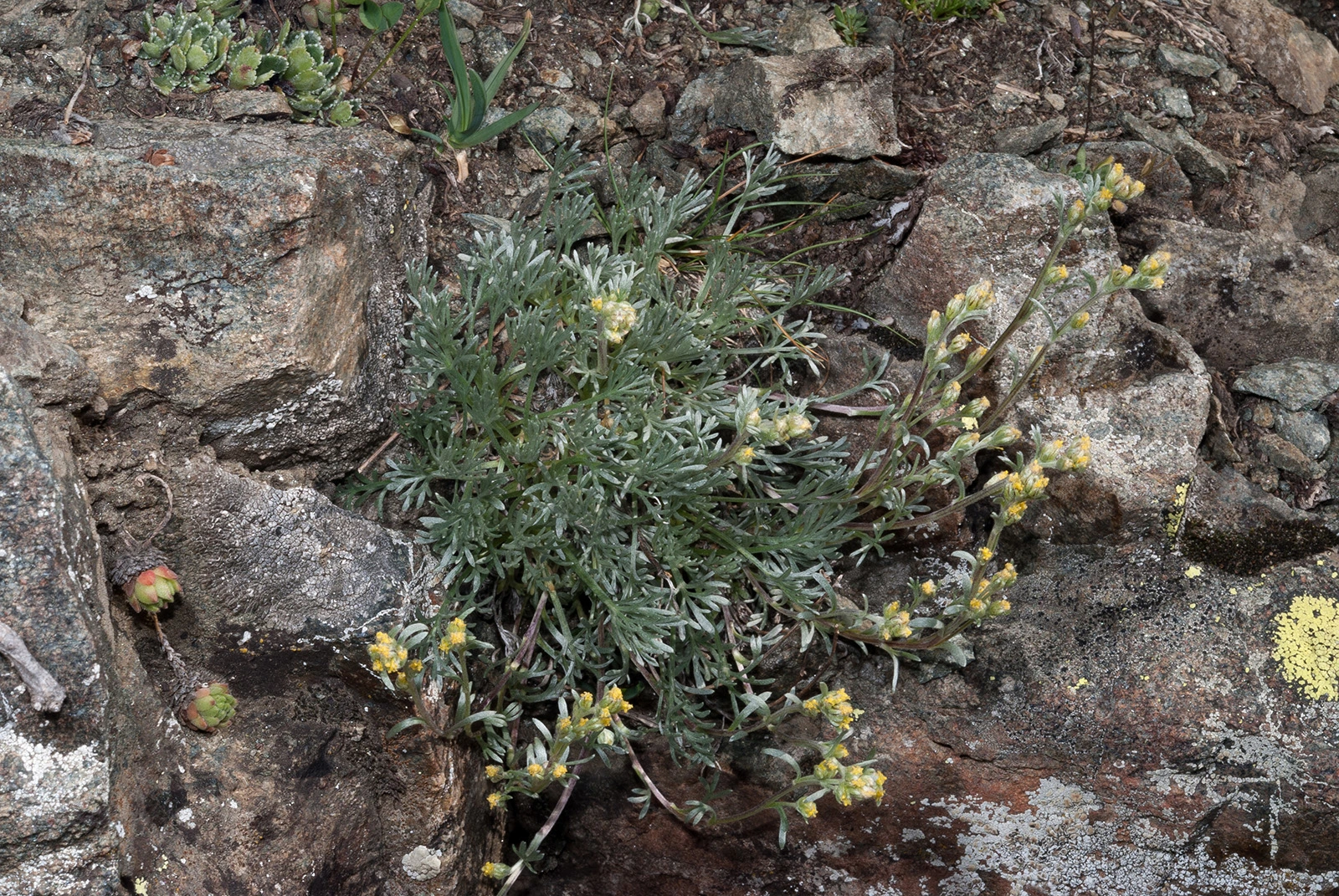 Photo Maurizio Broglio - Artemisia umbelliformis
